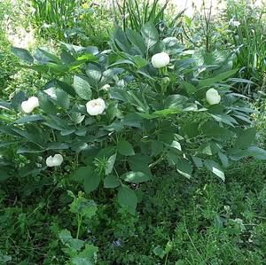 Meet your Posher, Nate